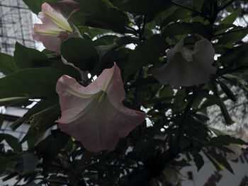 Close-up of fresh white flowering plant