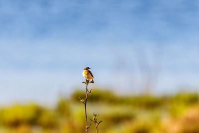 Springtime with a whinchat bird at a tree top