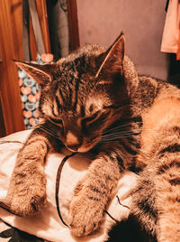 Close-up of a cat sleeping at home