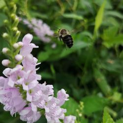 Honey bee pollinating on purple flower