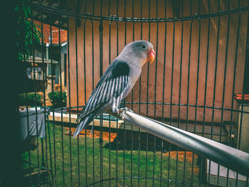 Close-up of bird perching in cage