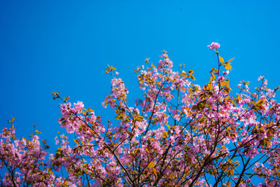 Low angle view of pink flowering tree against blue sky