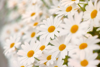 Close-up of white daisy flowers