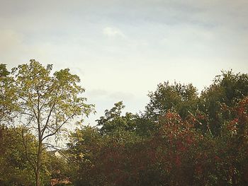 Low angle view of trees against sky