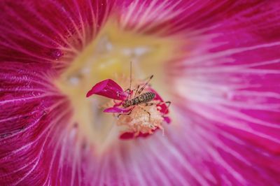 Extreme close-up of pink flower