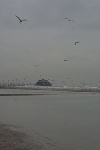 Seagull flying over sea