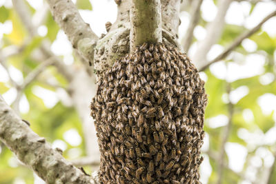 Close-up of bee on tree trunk