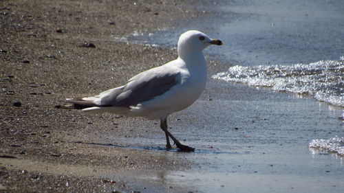 Seagull perching on a beach