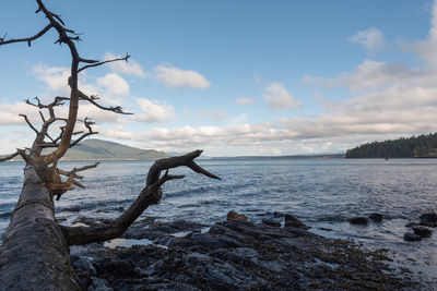 Landscape of fallen tree, rocks and the pacific ocean at anacortes, washington