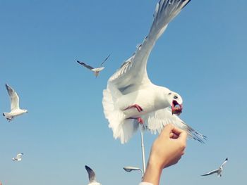 Low angle view of seagulls flying against clear blue sky