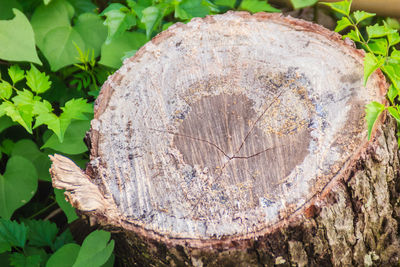 Close-up of tree stump in forest