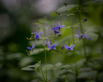 Close-up of purple flowering plants