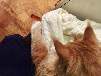 Close-up of cat on sofa