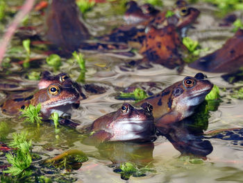 Close-up of frogs 