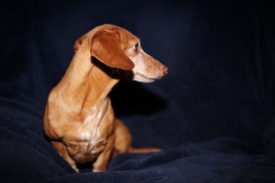 Close-up of dog sitting against black background