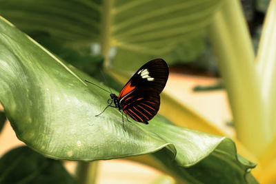 Butterfly on leaf