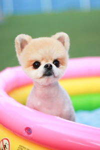 Close-up of puppy sitting in wading pool