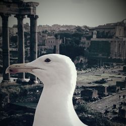Close-up of swan in city against clear sky