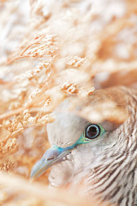 Close-up of a bird