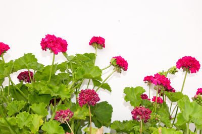 Close-up of fresh pink flowers against white background