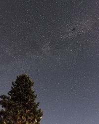 Low angle view of trees against star field at night