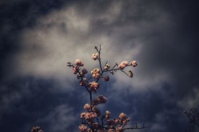 Low angle view of flowering plant against cloudy sky