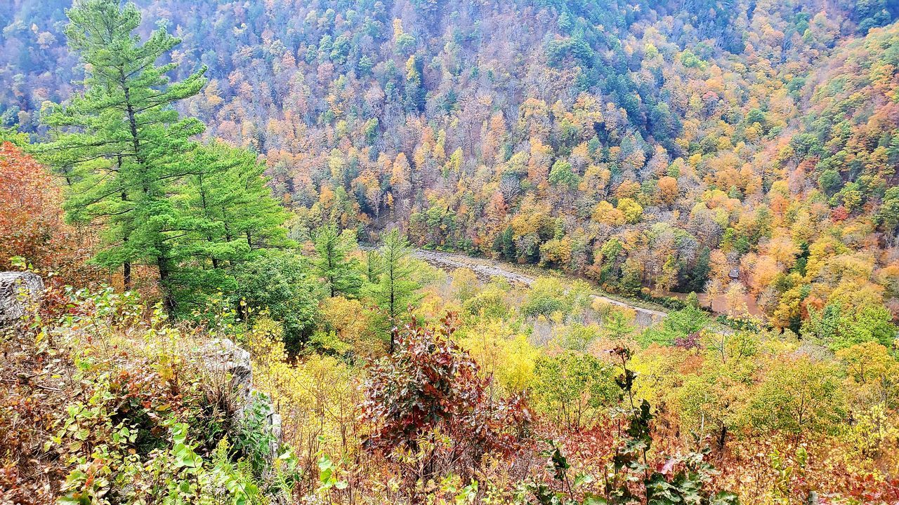 HIGH ANGLE VIEW OF TREES DURING AUTUMN