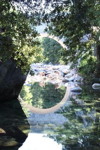 View of trees in water