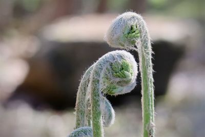 Curled green ferns