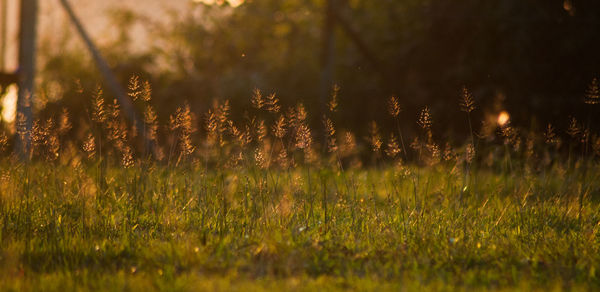 Close-up of grass growing on field