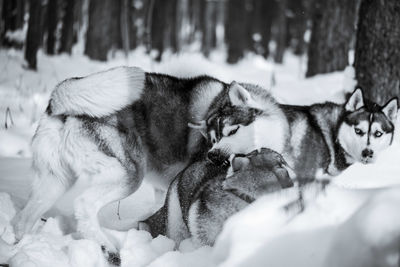 Close-up of a dog sleeping