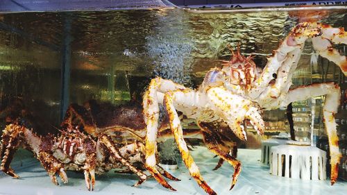 Close-up of fish in aquarium