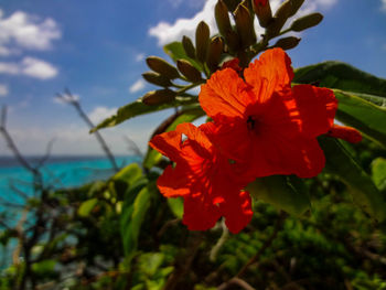 Close-up of red hibiscus blooming against sky