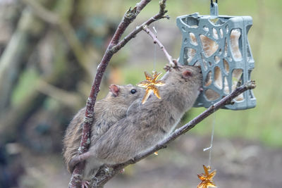 Close-up of bird perching on tree