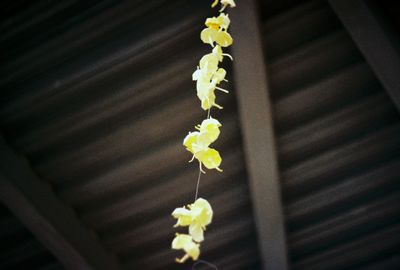 Close-up of yellow flowers