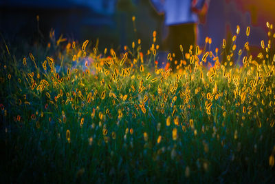 Close-up of plants on field