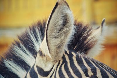 Close-up of zebra ears