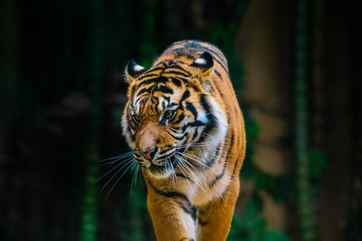 Close-up of tiger in forest