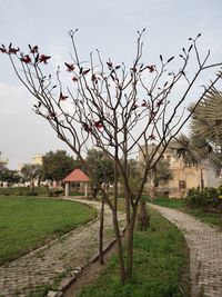 Plants growing on field by building against sky