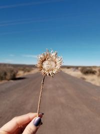 Hand holding white flowering plant
