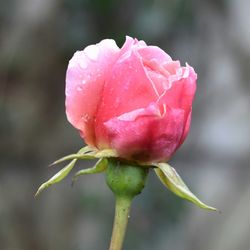 Close-up of pink rose