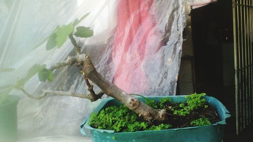 Close-up of potted plant against plastic sheet