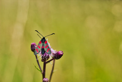 Close-up of butterfly pollinating flower