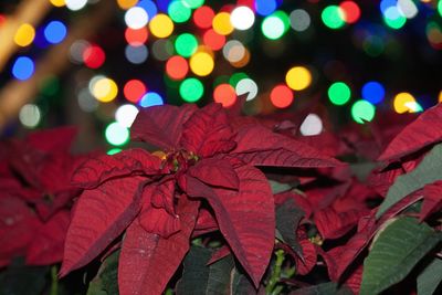 Close-up of illuminated autumn leaves at night