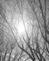 Low angle view of bare trees against sky