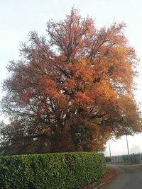 Trees against sky during autumn