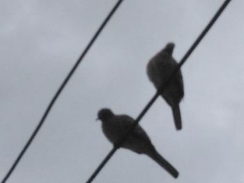 High angle view of silhouette perching on plant against sky