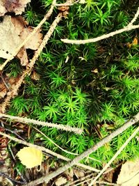 High angle view of plants growing on land