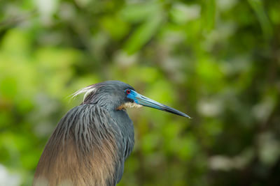 Close-up of heron in forest