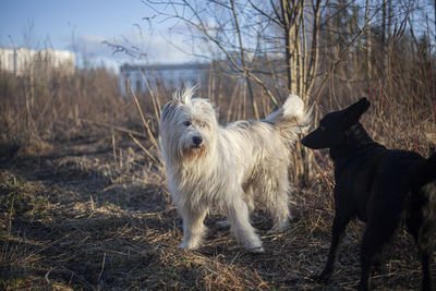 Dog for a walk in the forest. pets frolic in the sun. white and black dogs in the park. 